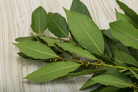 Laurel