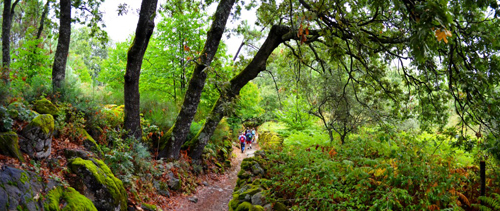 Caminantes entre castaños y paredes de piedra
