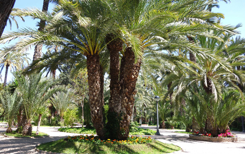 El Palmeral de Elche
